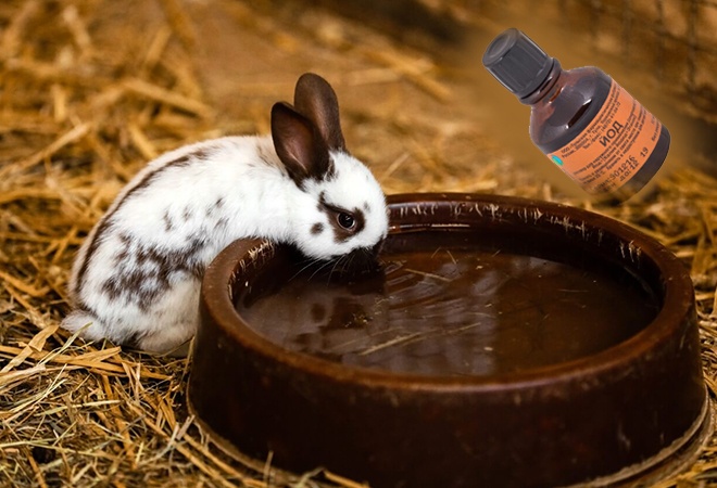 Кролик пьет раствор с йодом