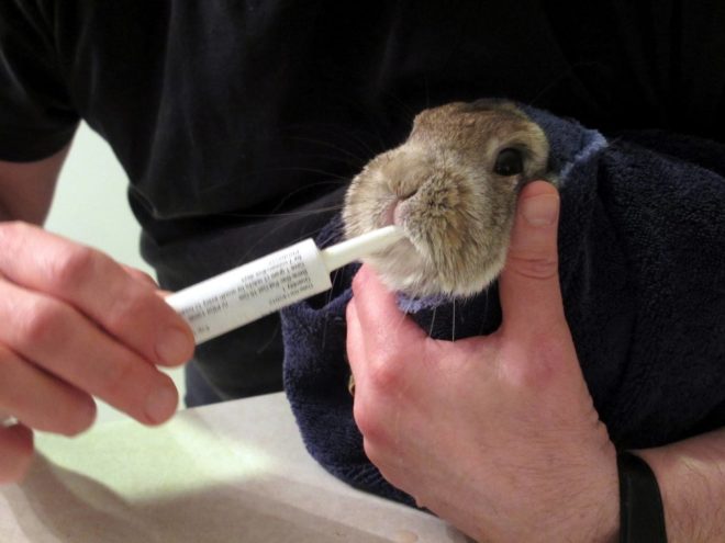 Как поить кроликов лекарством