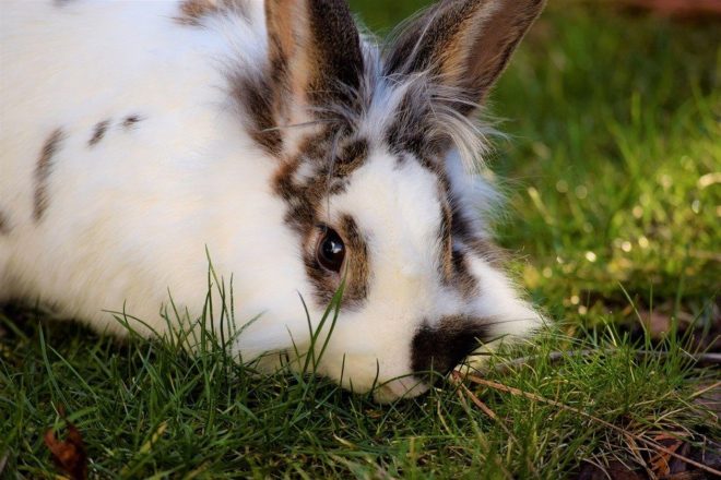 Кролик лежит на травке