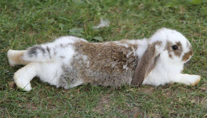 Болезни лап у кроликов